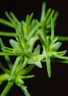 Einzelbild 4 Einjähriger Knäuel - Scleranthus annuus