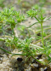 Einzelbild 5 Einjähriger Knäuel - Scleranthus annuus