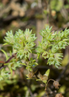 Einzelbild 8 Einjähriger Knäuel - Scleranthus annuus