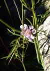 Einzelbild 1 Südliche Skabiose - Scabiosa triandra