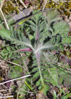 Einzelbild 4 Südliche Skabiose - Scabiosa triandra