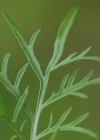 Einzelbild 8 Südliche Skabiose - Scabiosa triandra