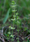 Einzelbild 2 Piemonteser Kreuzlabkraut - Cruciata pedemontana