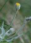 Einzelbild 1 Filziges Habichtskraut - Hieracium tomentosum