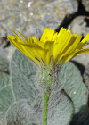 Einzelbild 3 Filziges Habichtskraut - Hieracium tomentosum