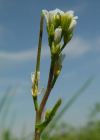 Einzelbild 4 Öhrchen-Gänsekresse - Arabis auriculata