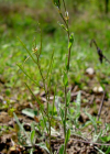 Einzelbild 6 Öhrchen-Gänsekresse - Arabis auriculata