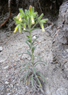 Einzelbild 4 Schweizer Lotwurz - Onosma helvetica