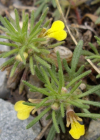 Einzelbild 3 Gelber Günsel - Ajuga chamaepitys