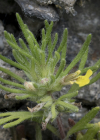 Einzelbild 5 Gelber Günsel - Ajuga chamaepitys