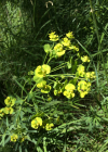 Einzelbild 1 Rutenförmige Wolfsmilch - Euphorbia virgata