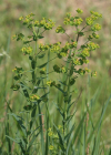 Einzelbild 3 Rutenförmige Wolfsmilch - Euphorbia virgata