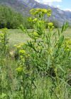 Einzelbild 7 Rutenförmige Wolfsmilch - Euphorbia virgata