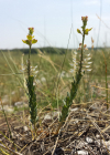 Einzelbild 3 Steintäschel - Aethionema saxatile