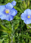 Einzelbild 1 Österreicher Lein - Linum austriacum