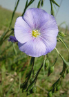 Einzelbild 3 Österreicher Lein - Linum austriacum