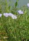 Einzelbild 4 Österreicher Lein - Linum austriacum