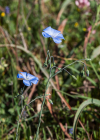 Einzelbild 7 Österreicher Lein - Linum austriacum