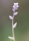 Einzelbild 7 Sand-Vergissmeinnicht - Myosotis stricta