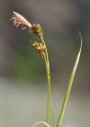 Einzelbild 6 Glanz-Segge - Carex liparocarpos