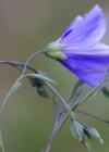 Einzelbild 8 Österreicher Lein - Linum austriacum