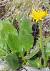 Einzelbild 7 Clusius' Gämswurz - Doronicum clusii