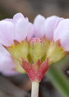 Einzelbild 3 Fleischroter Mannsschild - Androsace puberula