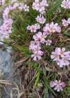 Einzelbild 4 Fleischroter Mannsschild - Androsace puberula