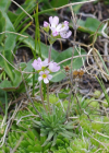 Einzelbild 6 Fleischroter Mannsschild - Androsace puberula