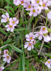 Einzelbild 7 Fleischroter Mannsschild - Androsace puberula