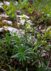 Einzelbild 2 Felsen-Bauernsenf - Iberis saxatilis