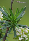 Einzelbild 4 Felsen-Bauernsenf - Iberis saxatilis