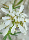 Einzelbild 5 Felsen-Bauernsenf - Iberis saxatilis