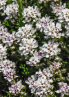 Einzelbild 8 Felsen-Bauernsenf - Iberis saxatilis