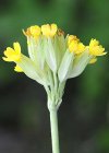 Einzelbild 5 Graufilzige Frühlings-Schlüsselblume - Primula veris subsp. columnae