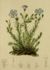 Einzelbild 2 Alpen-Lein - Linum alpinum
