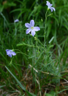 Einzelbild 3 Alpen-Lein - Linum alpinum