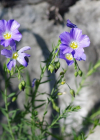 Einzelbild 5 Alpen-Lein - Linum alpinum