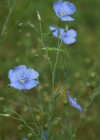 Einzelbild 1 Alpen-Lein - Linum alpinum