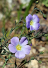 Einzelbild 6 Alpen-Lein - Linum alpinum