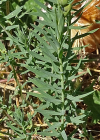 Einzelbild 7 Alpen-Lein - Linum alpinum