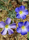 Einzelbild 8 Alpen-Lein - Linum alpinum