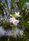 Einzelbild 4 Wasserfeder - Hottonia palustris