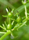 Einzelbild 8 Wasserfeder - Hottonia palustris