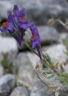 Einzelbild 3 Jura-Leinkraut - Linaria alpina subsp. petraea