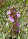 Einzelbild 2 Waldmoor-Läusekraut - Pedicularis sylvatica