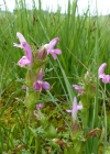 Einzelbild 3 Waldmoor-Läusekraut - Pedicularis sylvatica