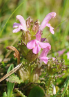 Einzelbild 5 Waldmoor-Läusekraut - Pedicularis sylvatica