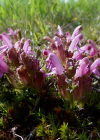 Einzelbild 7 Waldmoor-Läusekraut - Pedicularis sylvatica