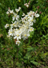 Einzelbild 7 Knolliger Geissbart - Filipendula vulgaris